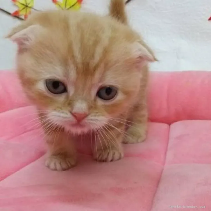 ID：2211-00075の子猫