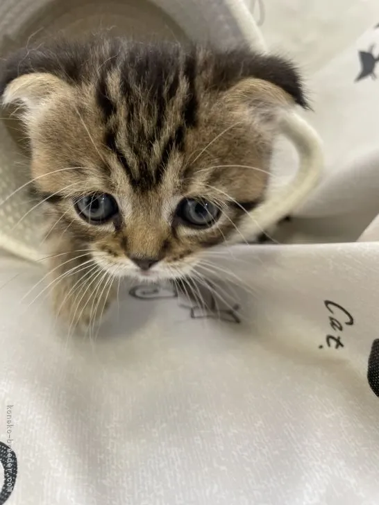 Y 様のお迎えした子猫