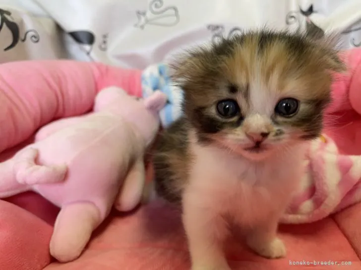 ID:2108-01224の子猫
