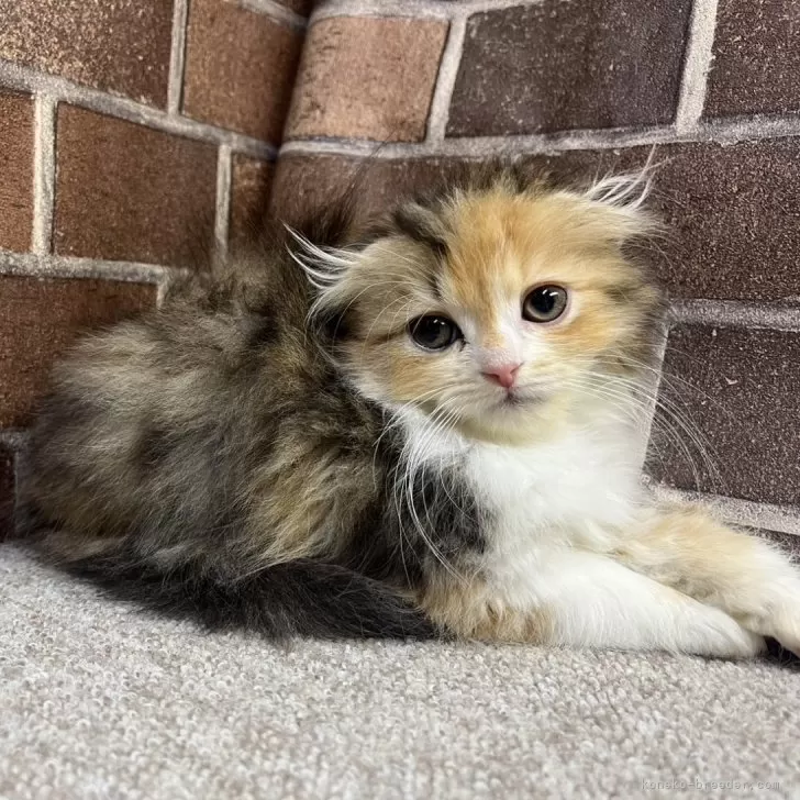 ID:2406-02558の子猫