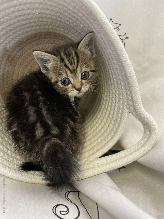 ちゆ 様のお迎えした子猫