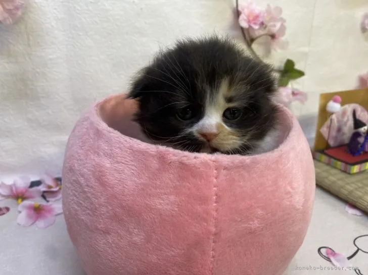 ID:2203-00045の子猫