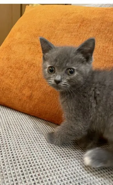 ID:2106-01716の子猫