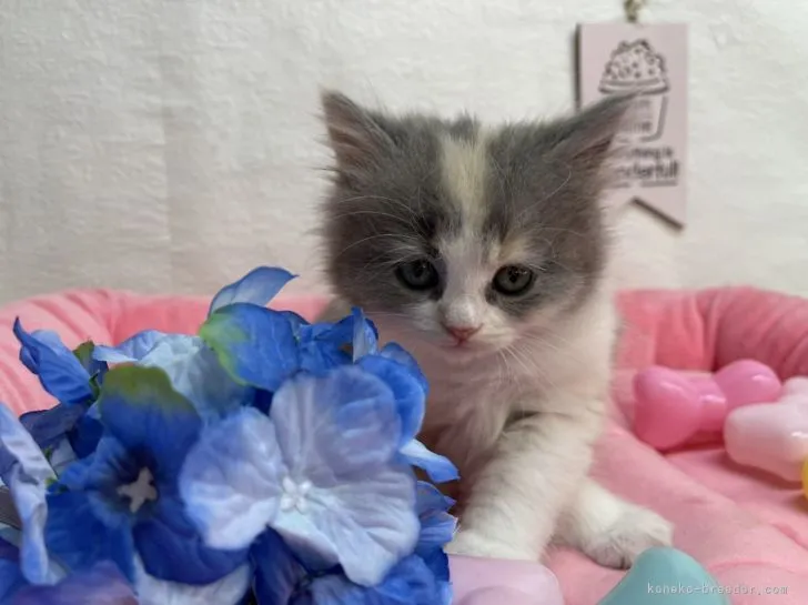 ID:2206-01404の子猫