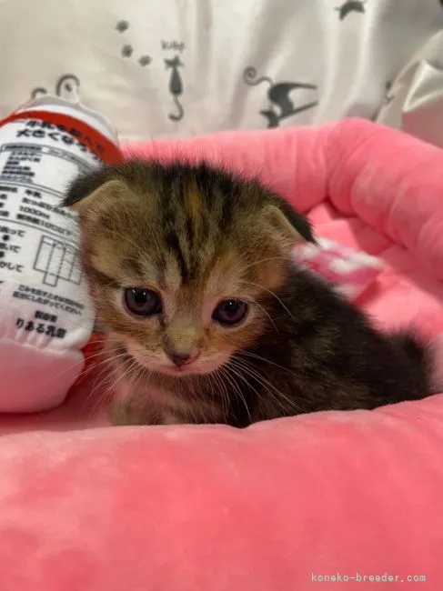 ID:2108-01411の子猫