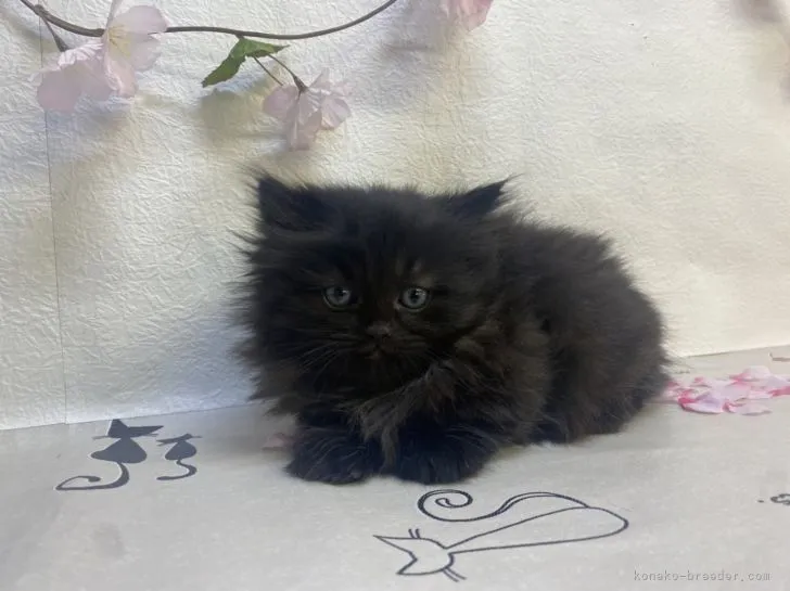 ID：2203-00025の子猫