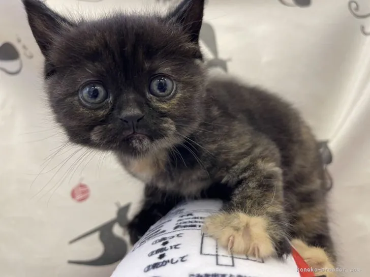 ID:2110-01113の子猫