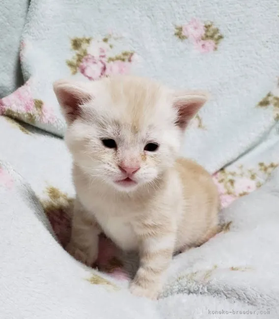 ID:2109-00260の子猫
