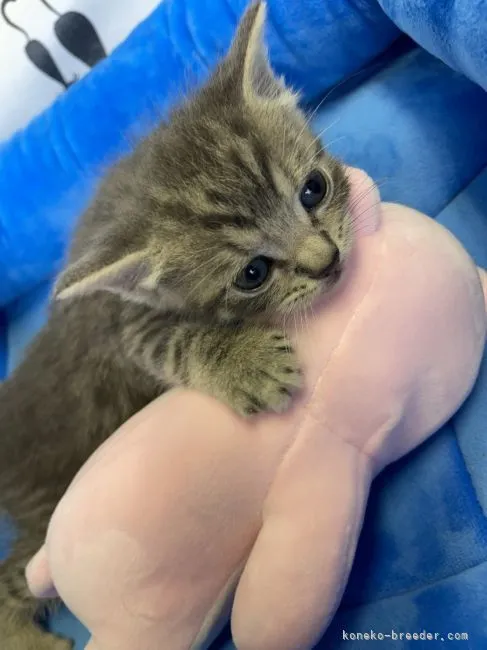 ID：2108-01409の子猫