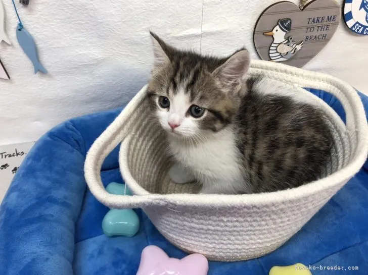 ID：2206-00334の子猫