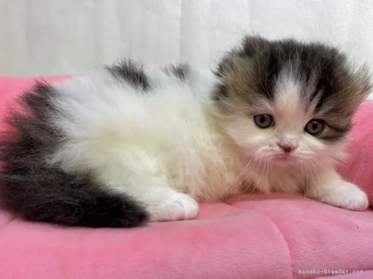 ID：2202-00085の子猫