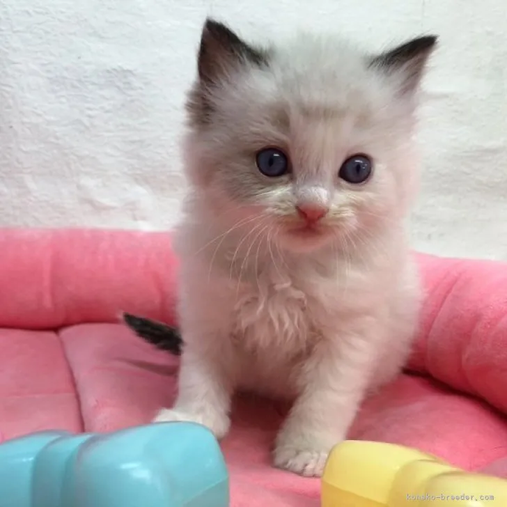 ID:2303-02305の子猫