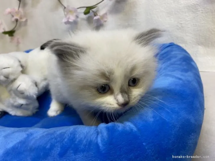 ID:2203-01061の子猫