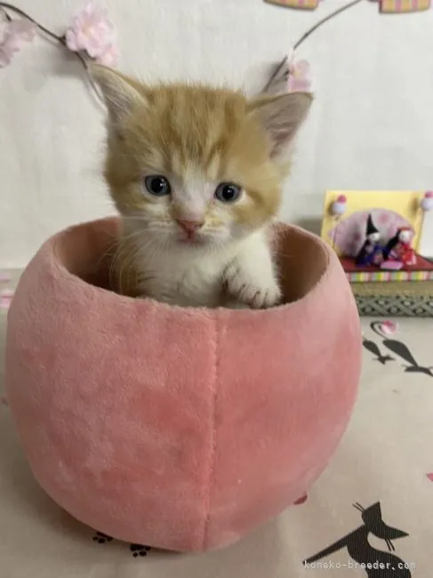 ID：2203-00060の子猫