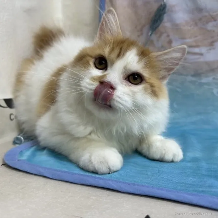ID:2306-01998の子猫