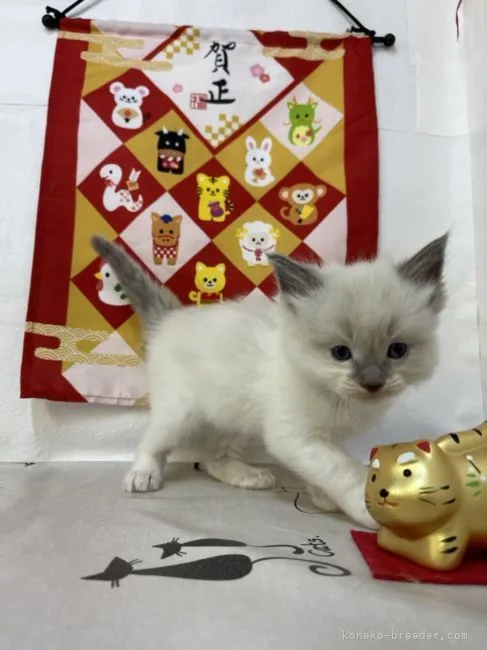 ID:2201-01360の子猫