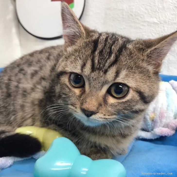 ID：2302-01142の子猫