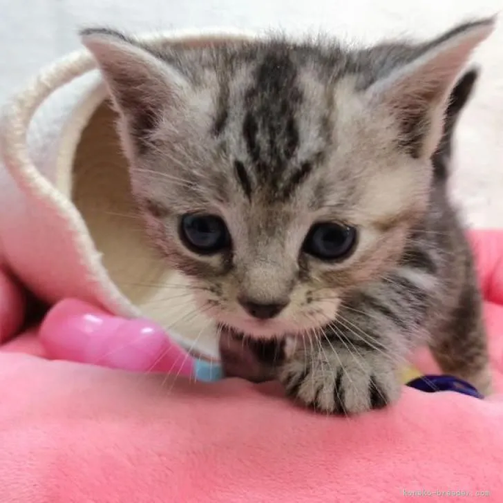 ID:2301-02117の子猫
