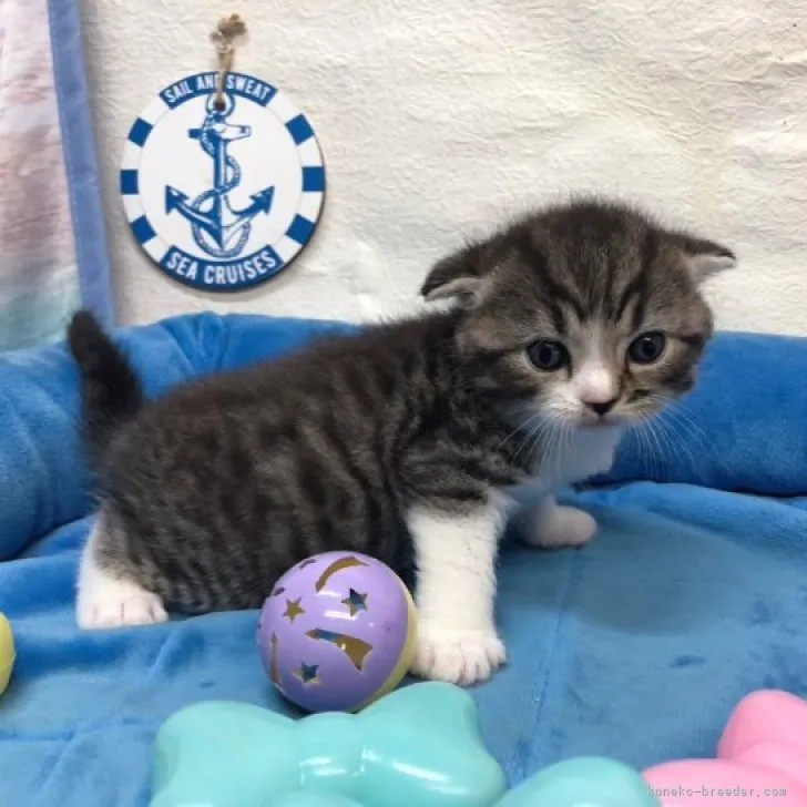 ID：2309-00147の子猫
