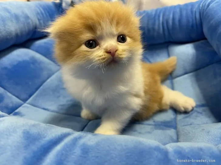 ID:2109-00514の子猫