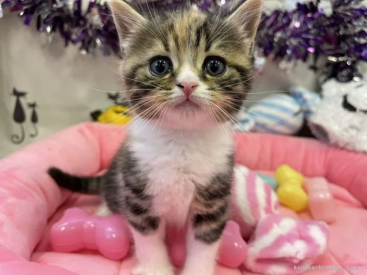 ID：2110-01111の子猫