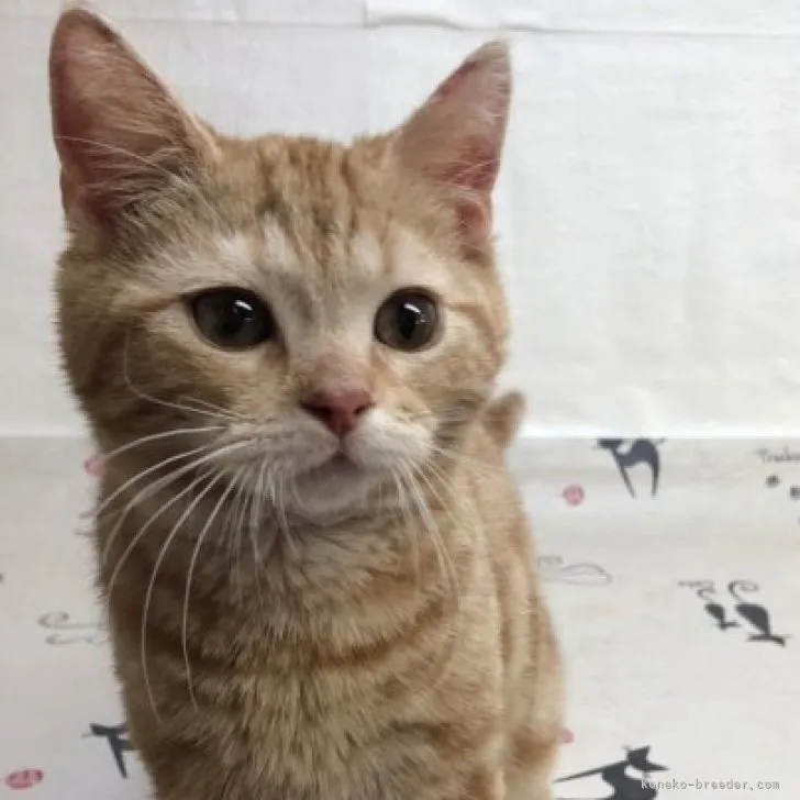 ID：2304-01611の子猫