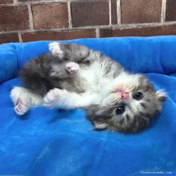 ID：2403-02443の子猫