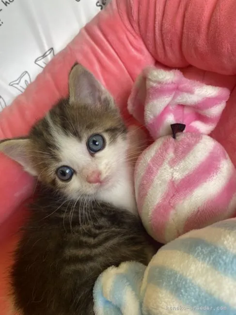 りんご 様のお迎えした子猫