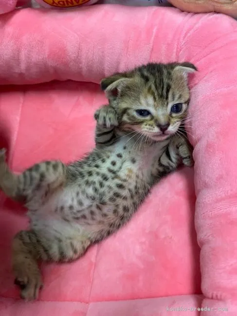 ID:2108-01410の子猫