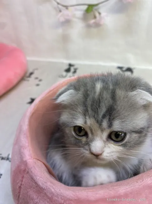 ID：2203-00067の子猫