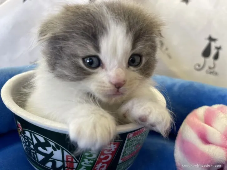 ID：2109-02038の子猫