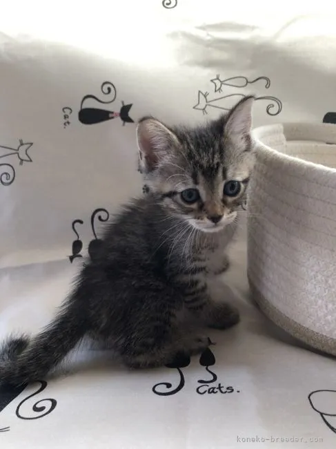 ID:2106-01721の子猫