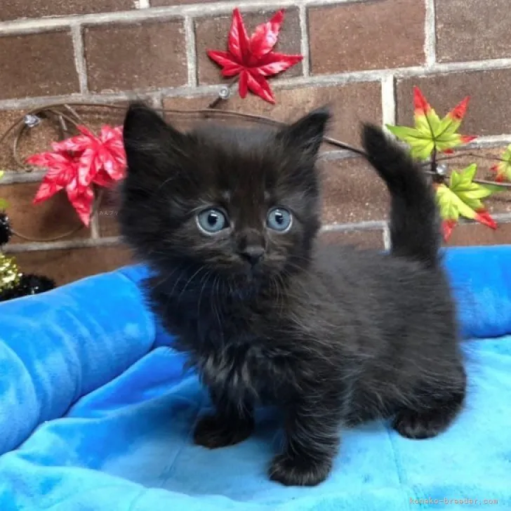 ID：2310-01739の子猫