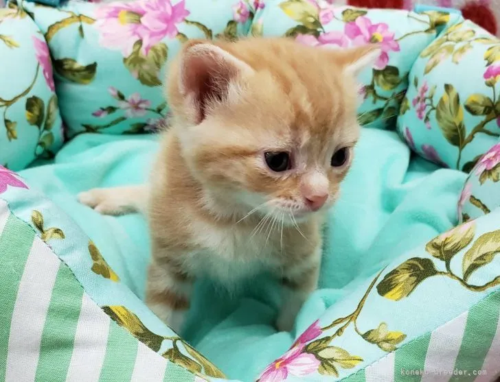 ID:2107-00179の子猫