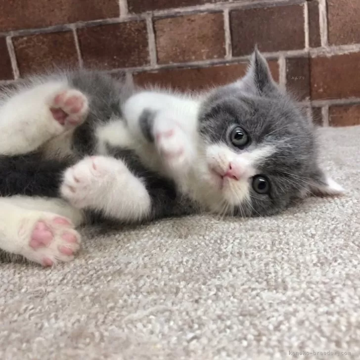ID：2403-01016の子猫