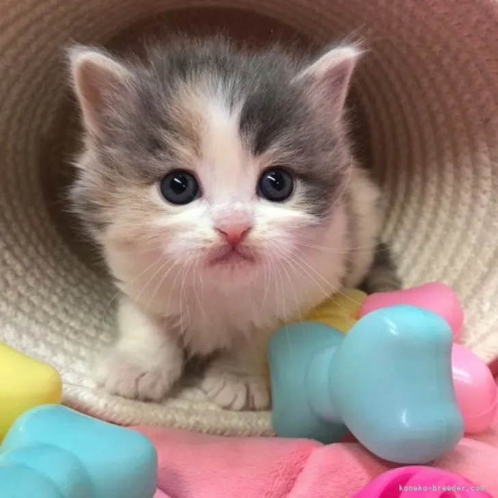 ID:2304-01274の子猫