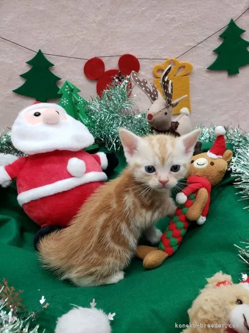 ID：2112-00114の子猫