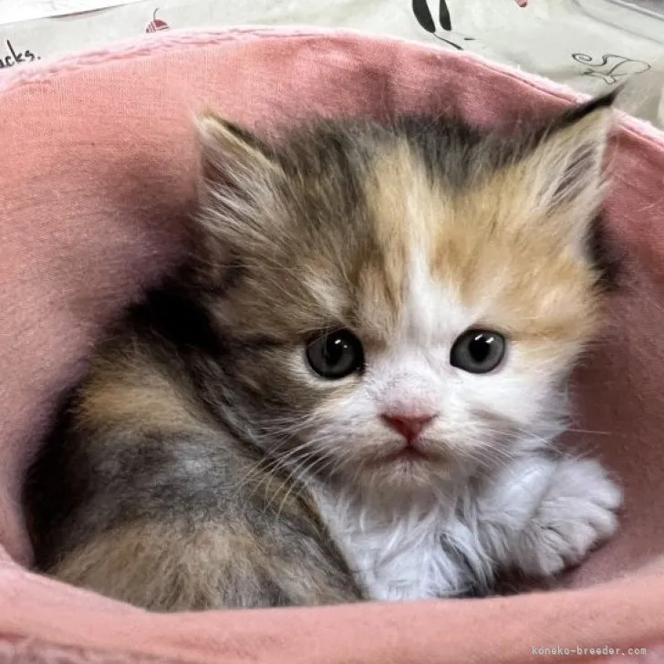 ID：2303-02090の子猫
