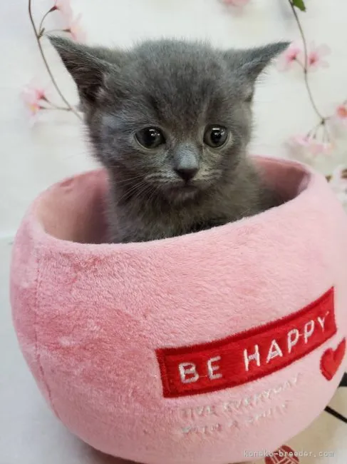 ID：2204-01635の子猫