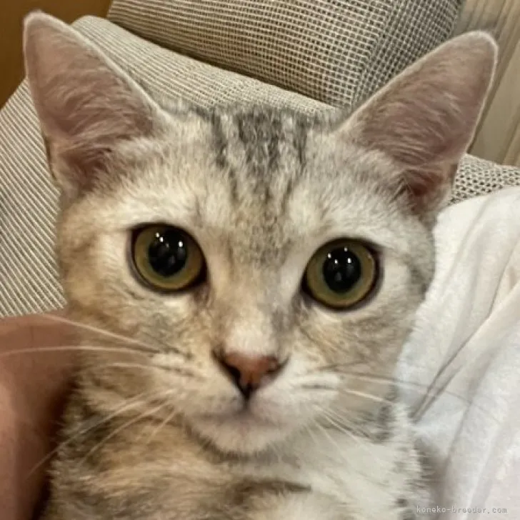 NATSU 様のお迎えした子猫