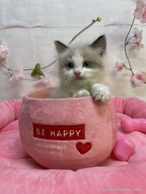 ID：2204-00082の子猫