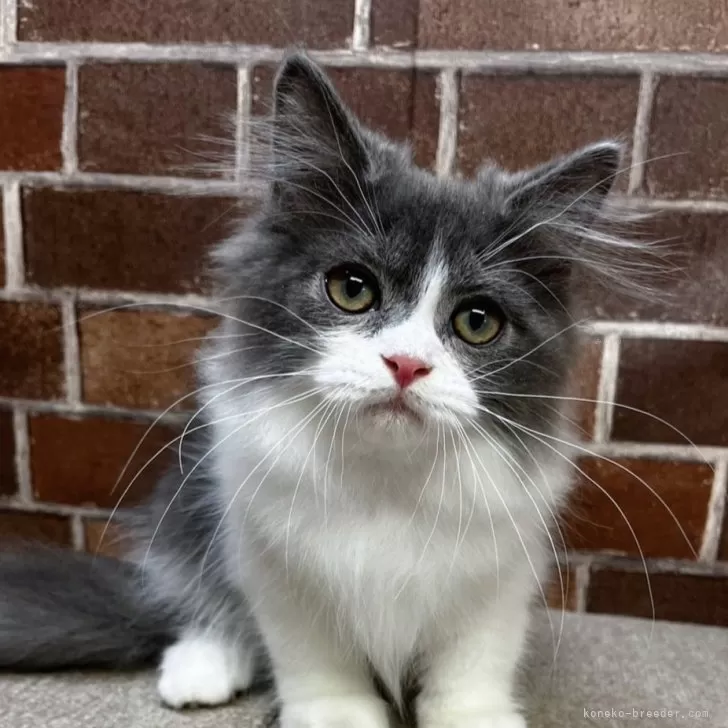 ID:2408-02354の子猫