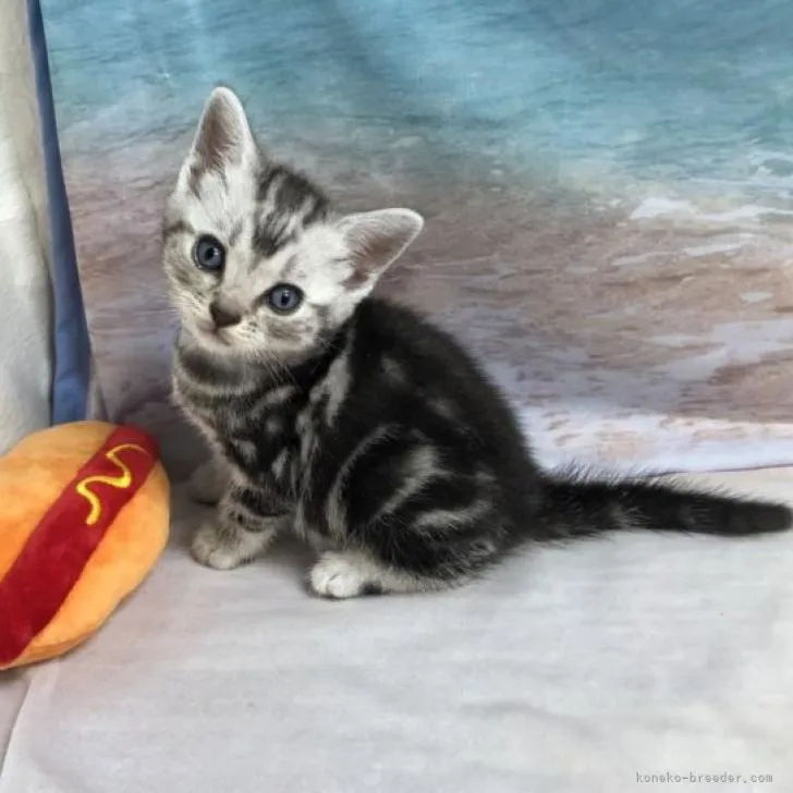 ID：2208-02347の子猫