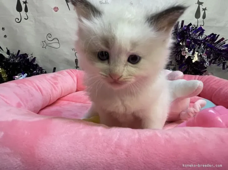 ID：2111-01255の子猫