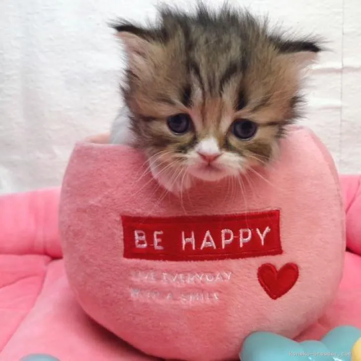 ID：2302-00642の子猫