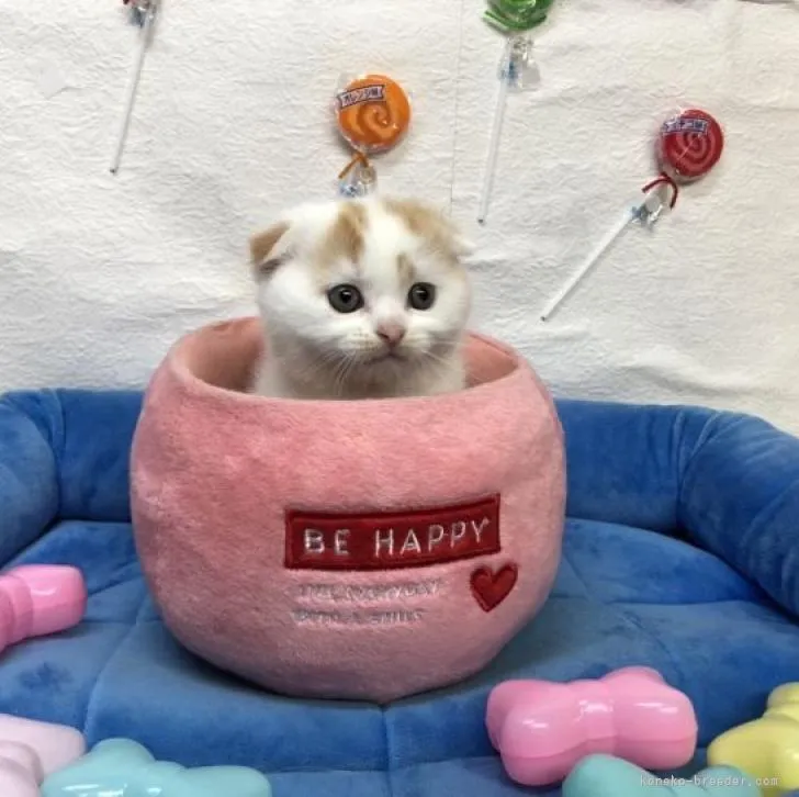 ID：2210-00059の子猫
