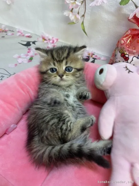 ID:2202-01031の子猫