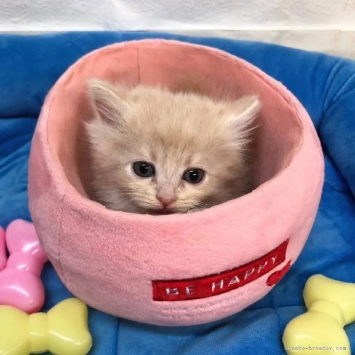 ID：2305-01336の子猫