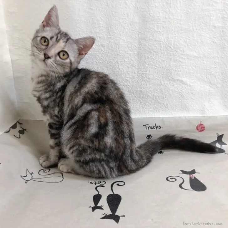 ID：2305-03232の子猫