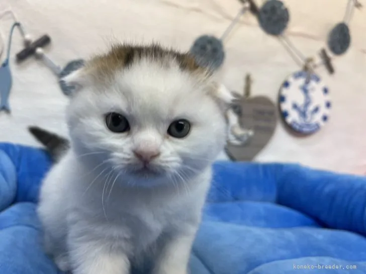 ID：2205-03414の子猫